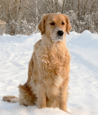 Foto Neve inverno cachorro canino
