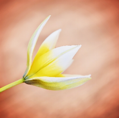 Blossom plant photography sunlight Photo