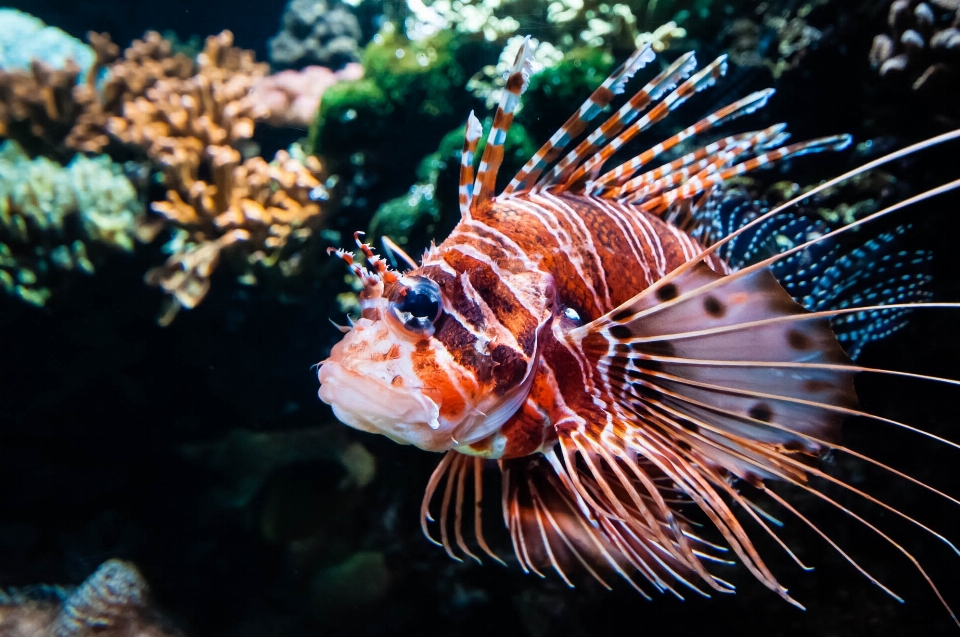 Sous-marin la biologie poisson fauna