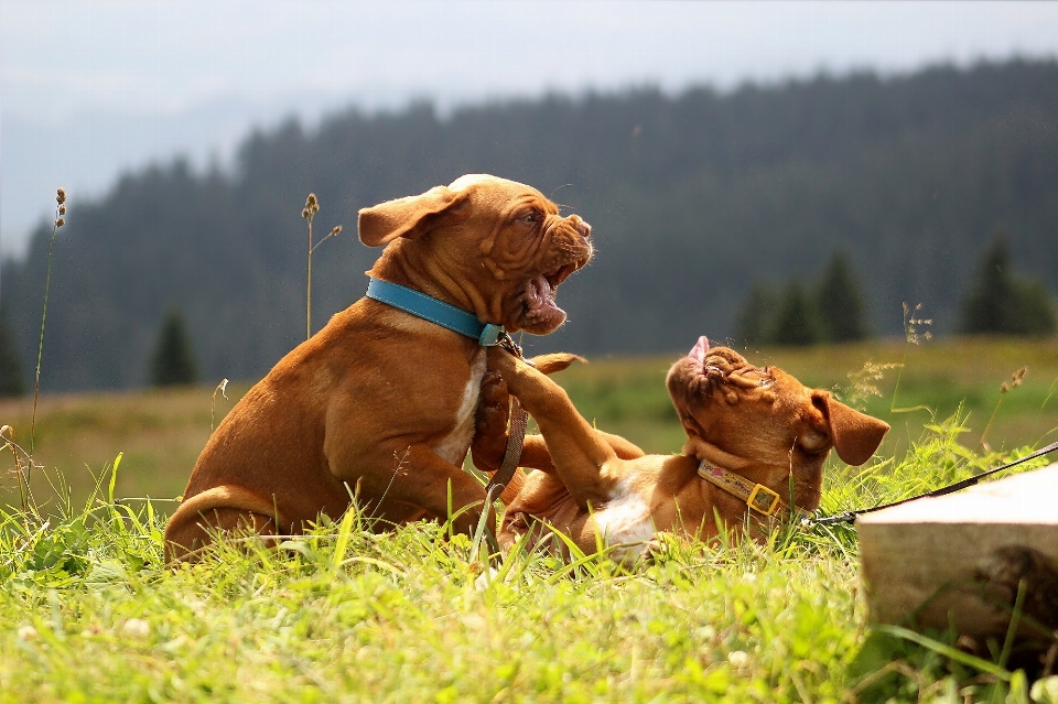 Spiel welpe hund säugetier