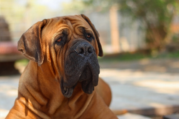 Foto Anak anjing satwa mamalia