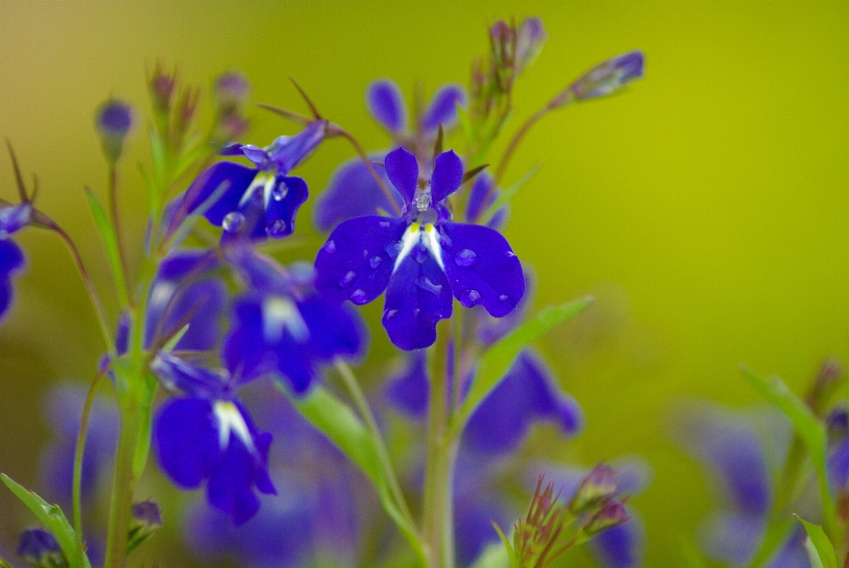 Anlage wiese
 blume kraut