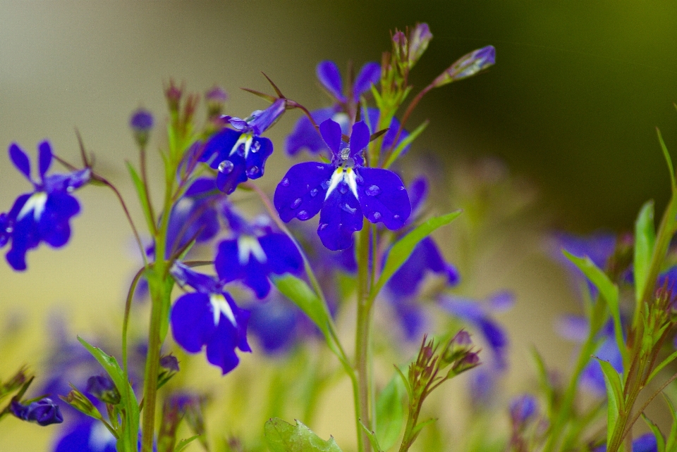 Natura pianta prato
 prateria
