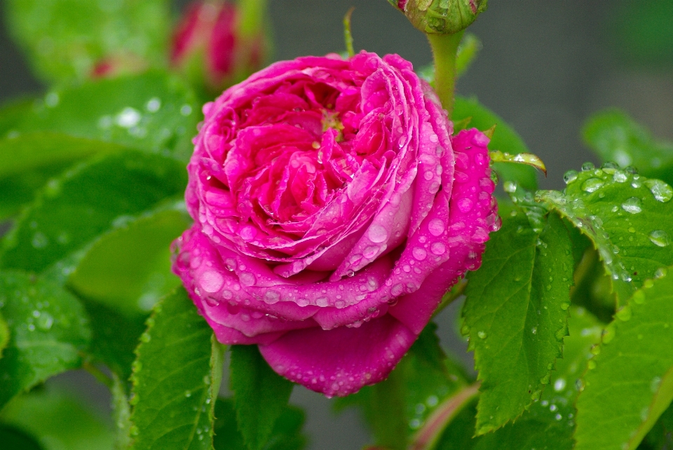 Rosée usine fleur pétale