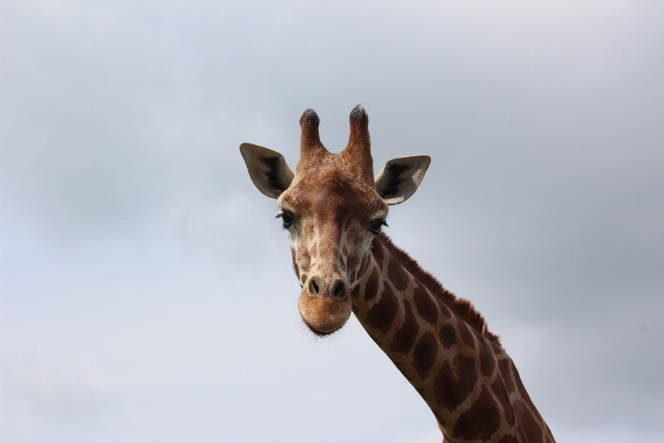 Tier tierwelt afrika säugetier