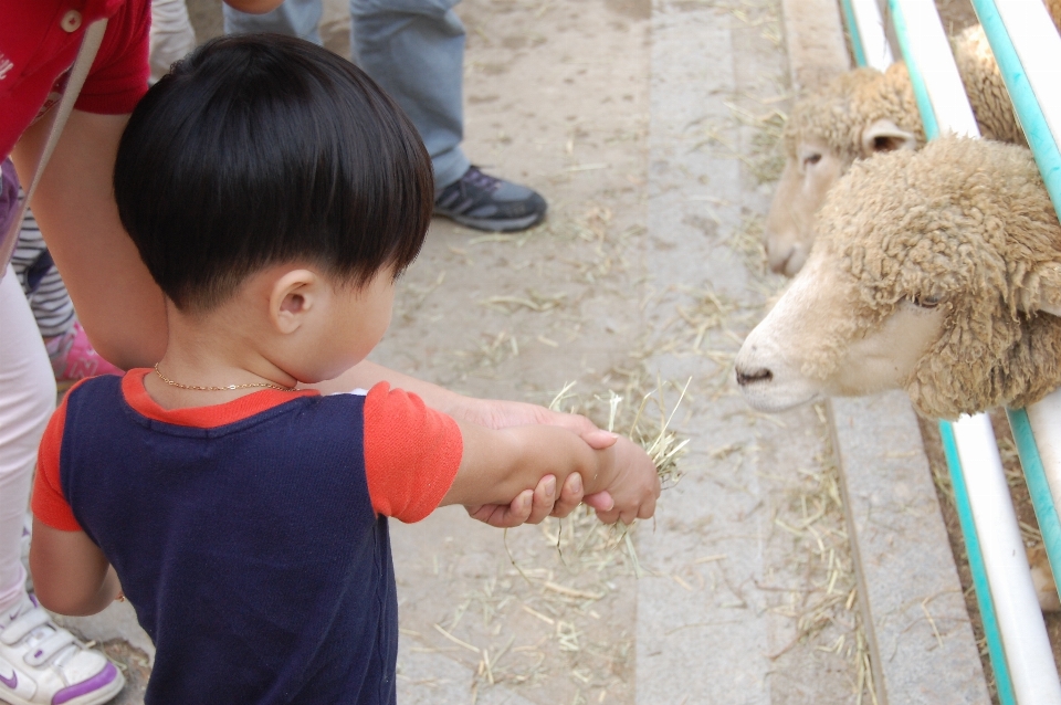 Mano giocare zoo bambino