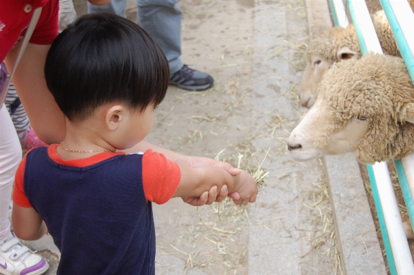 Hand play zoo child Photo