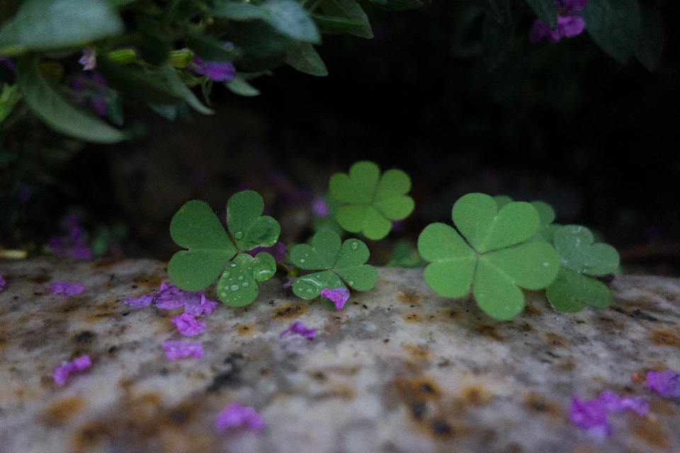 Nature plant leaf flower