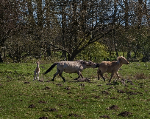 Wilderness meadow animal wildlife Photo