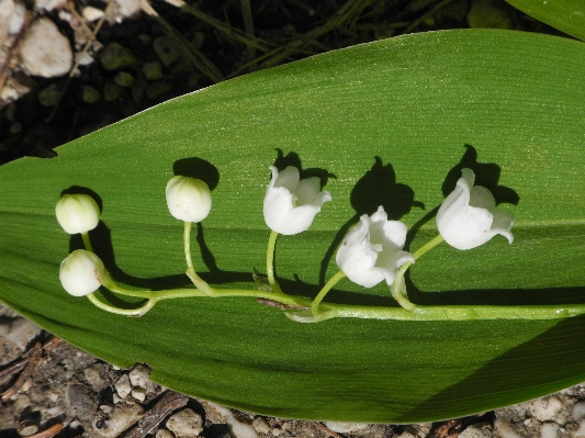 Foto Alam rumput mekar tanaman