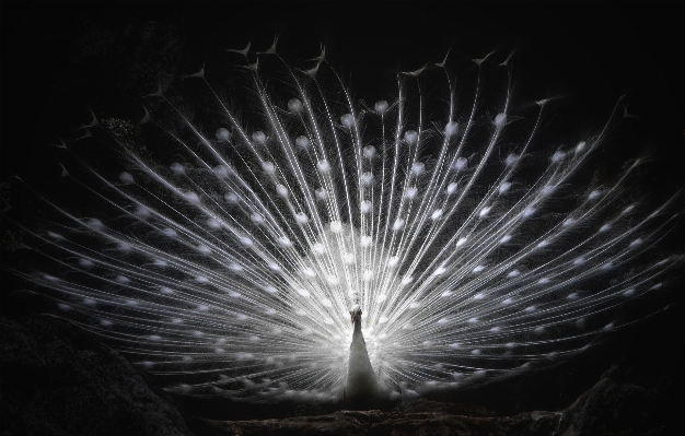 Photo Oiseau aile lumière noir et blanc
