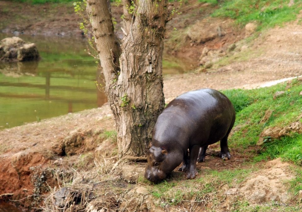 Drzewo woda natura dzikiej przyrody