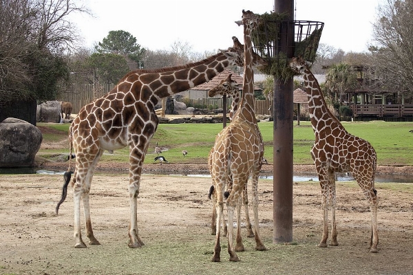 Zdjęcie Natura przygoda dzikiej przyrody ogród zoologiczny