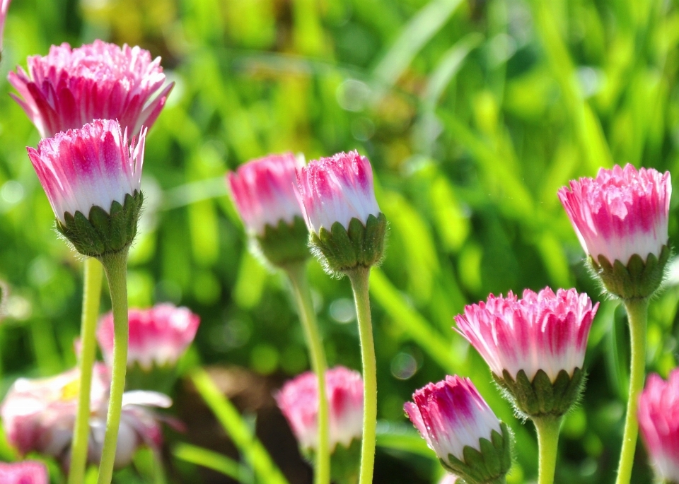 Grama florescer plantar prado
