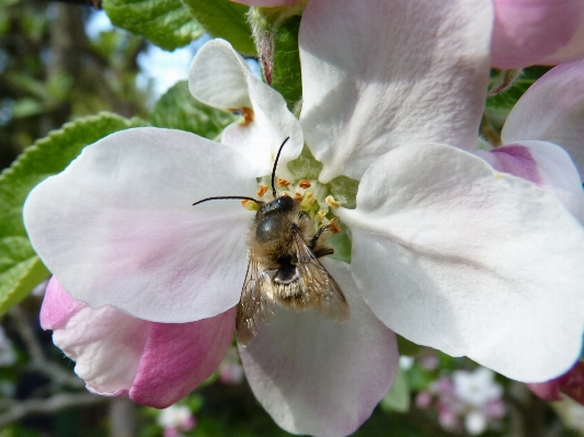 Foto Apple alam mekar tanaman