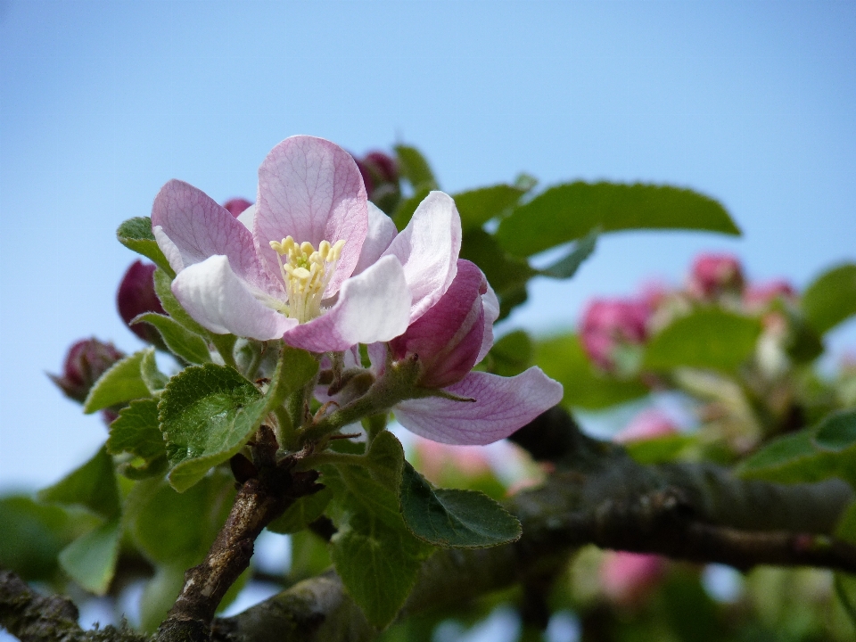 Apple árbol naturaleza rama