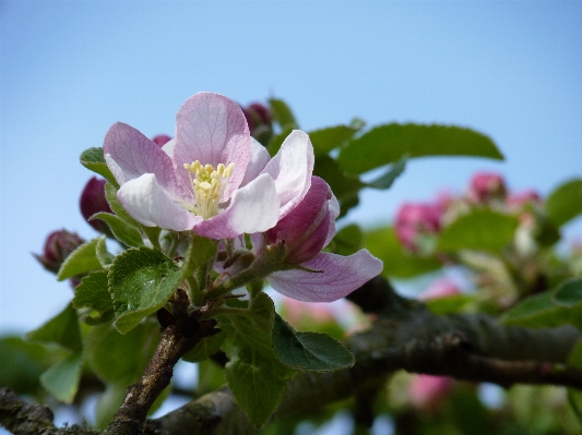 Apple tree nature branch Photo