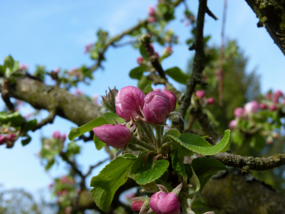 Apple árvore natureza filial