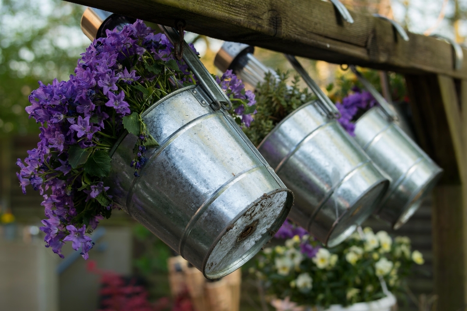 Flower purple bloom decoration