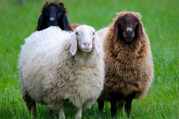 Watch white meadow herd Photo