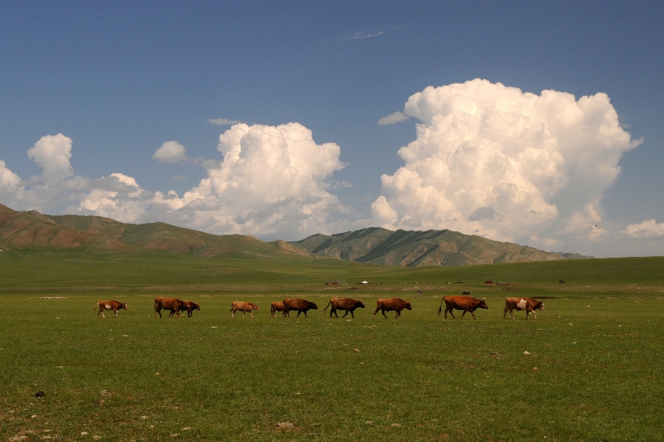 Paysage herbe horizon montagne