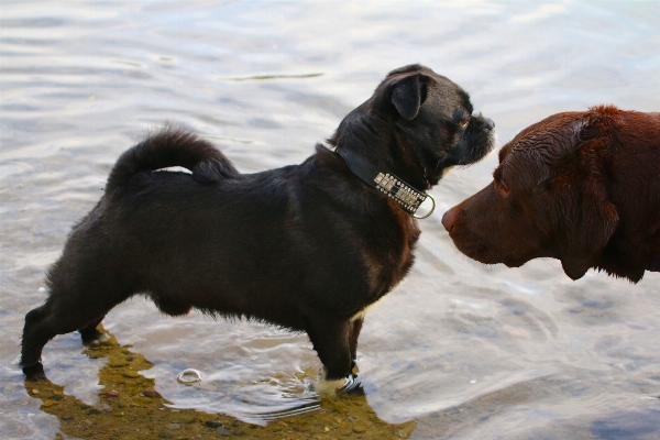 Foto Acqua cucciolo cane animale