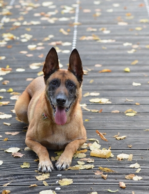 Nature puppy dog autumn Photo