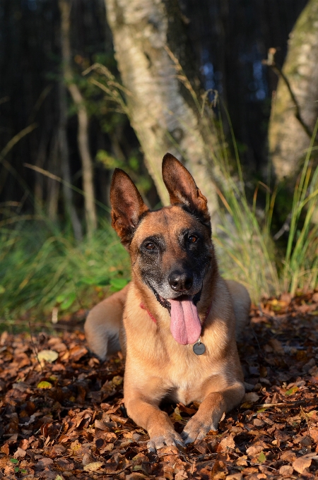 Nature forêt chiot chien