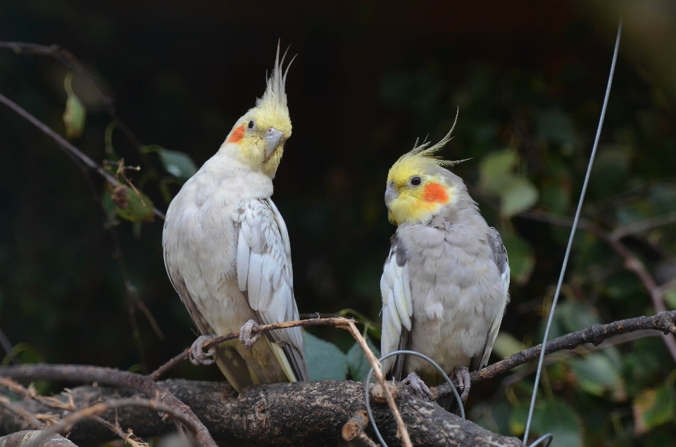 Cabang burung sayap margasatwa