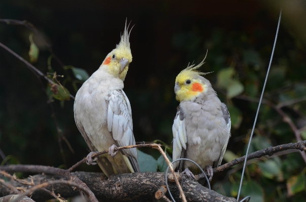 Photo Bifurquer oiseau aile faune