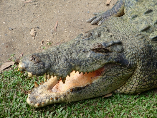 自然 荒野
 冒険 野生動物 写真