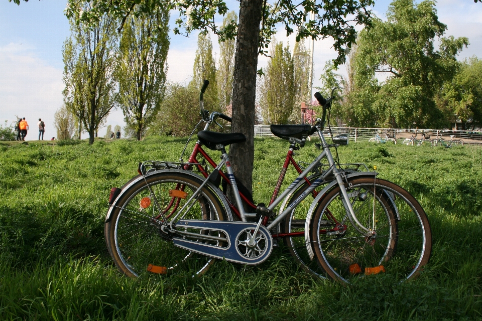 Paesaggio albero natura erba