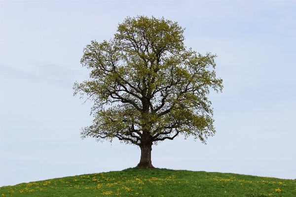 Foto árvore natureza filial plantar