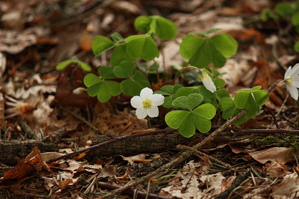 Nature forest blossom plant Photo