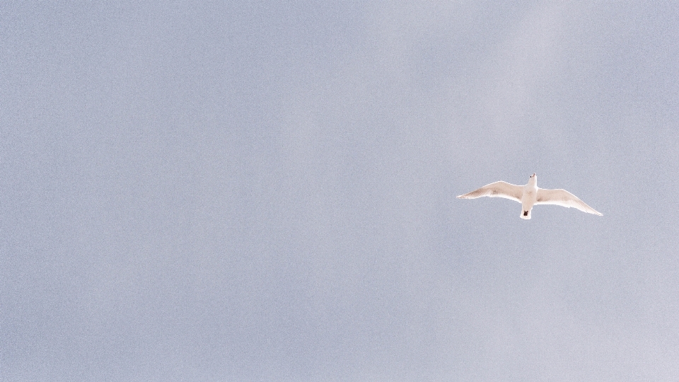 Nature bird wing cloud