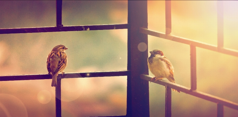 Photo Extérieur oiseau aile faune