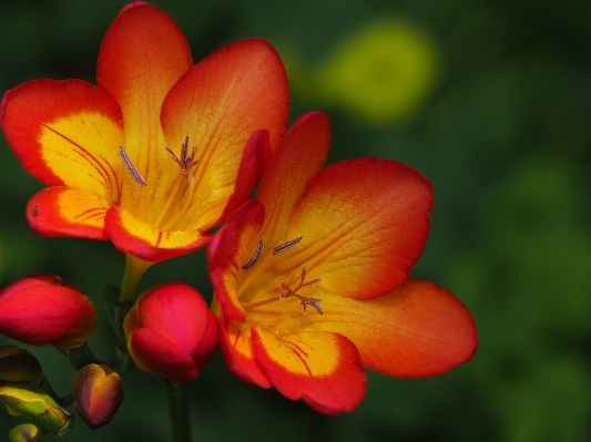 Blossom plant leaf flower Photo