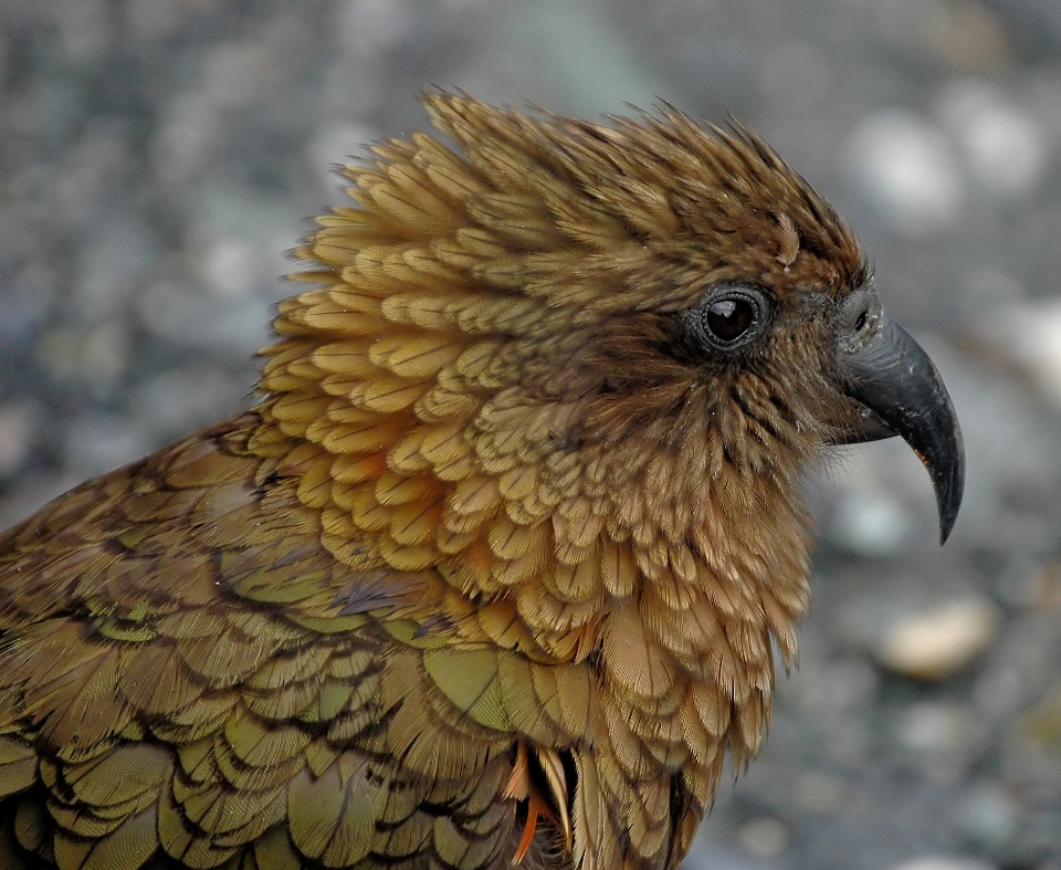 Bird wing wildlife beak