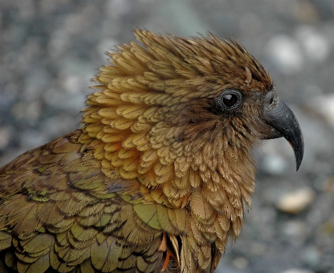 Foto Pájaro ala fauna silvestre pico