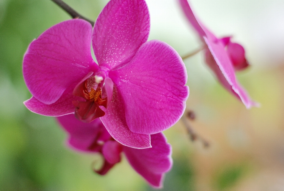 Natura fiore pianta petalo