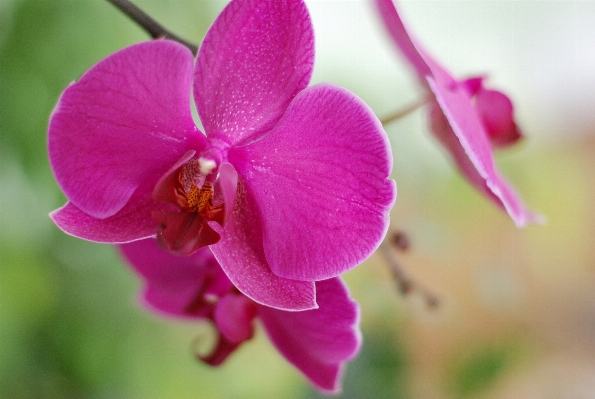 Nature blossom plant flower Photo