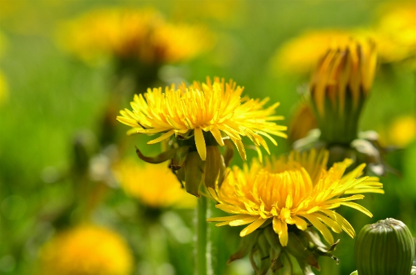 Nature bokeh plant field Photo