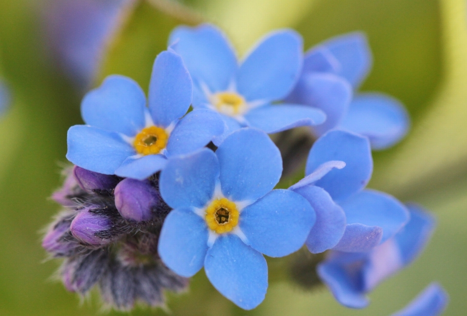 Naturaleza florecer planta flor