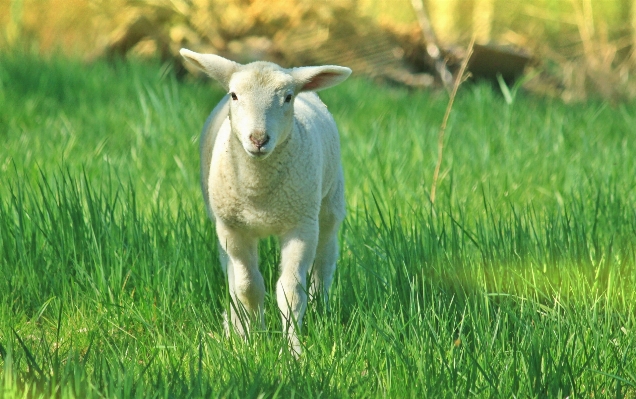 Nature grass field lawn Photo