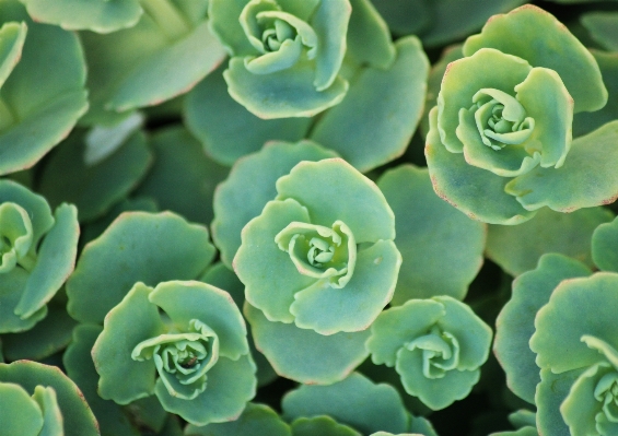 自然 植物 花 花弁 写真