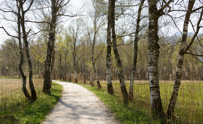 Tree nature forest plant Photo