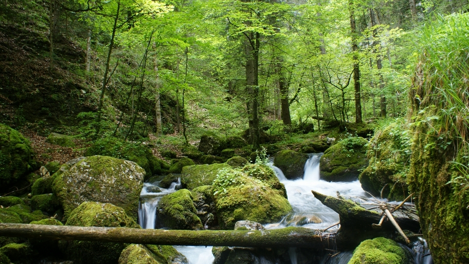 Albero acqua natura foresta