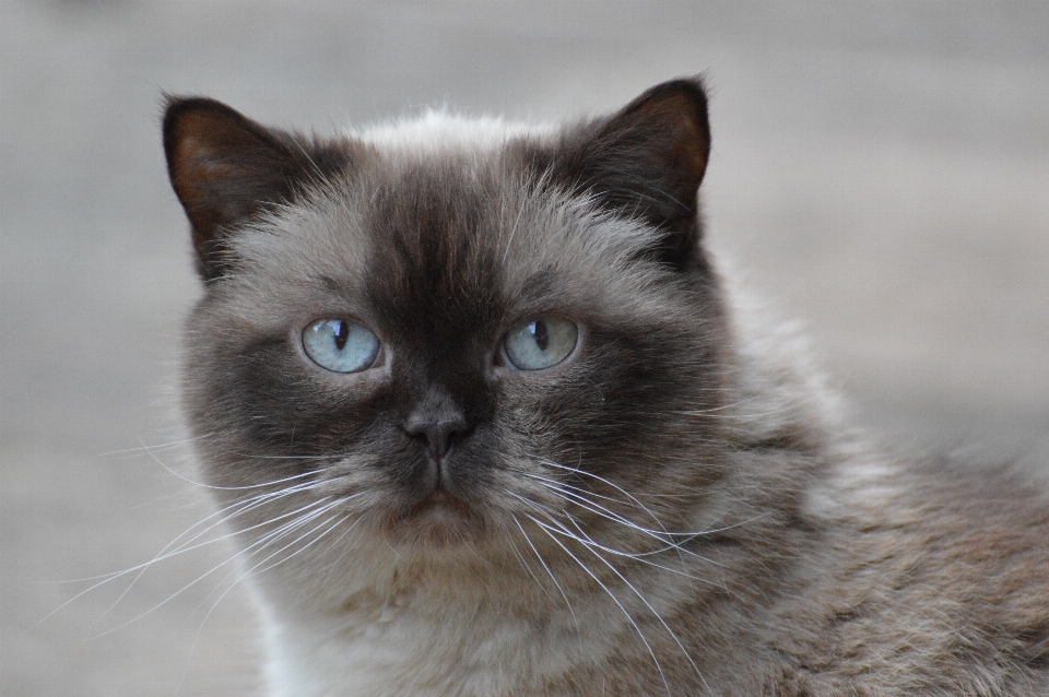 Doux mignon fourrure chat