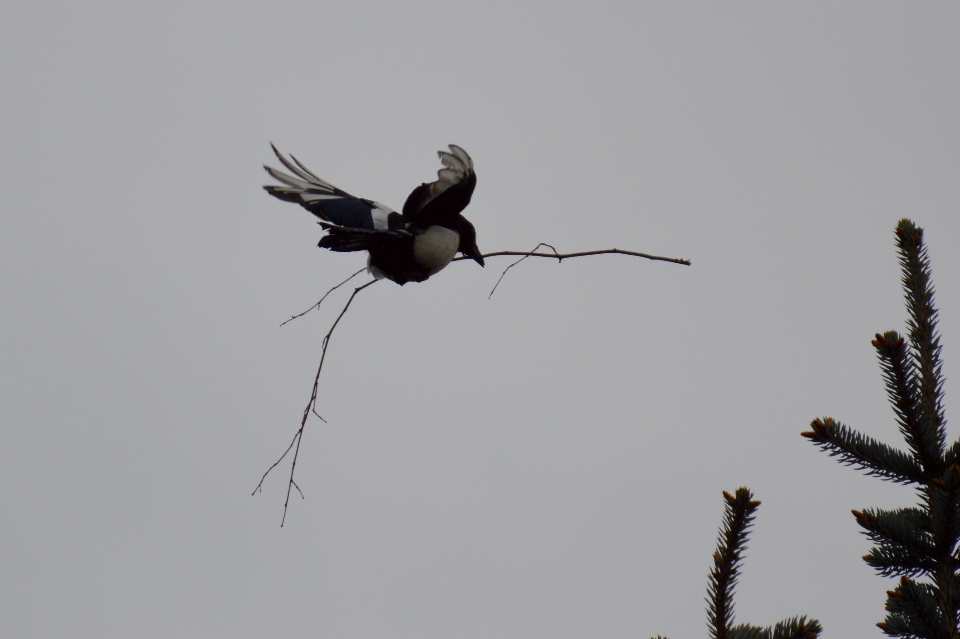 Nature branch bird wing