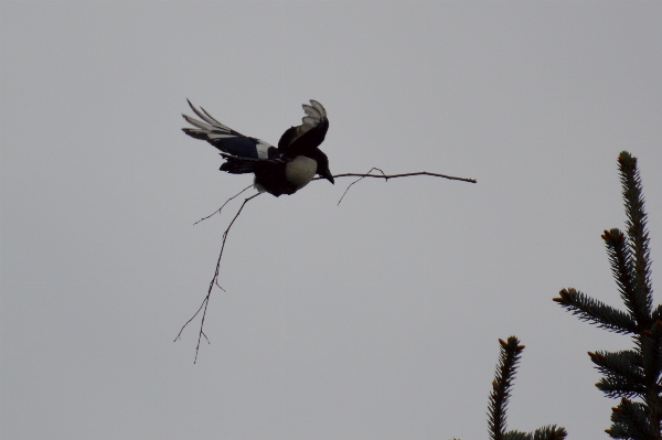 Nature branch bird wing Photo